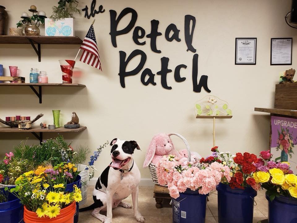 Petal Patch-1 Petal Patch-1